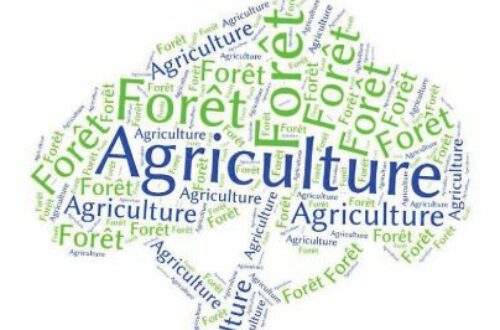 Article : Côte d’Ivoire, agriculture vs forêt (1) : « peut-on appliquer nos lois ? »