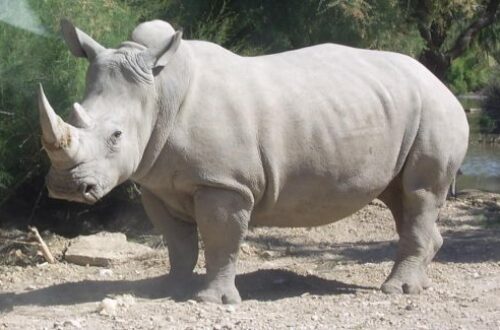 Article : Côte d’Ivoire : les rhinocéros de la réserve d’Abokouamékro en danger