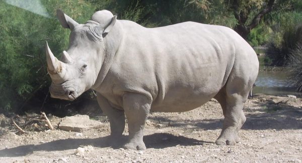 Article : Côte d’Ivoire : les rhinocéros de la réserve d’Abokouamékro en danger