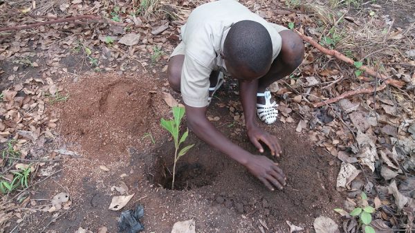 Planting en utilisant la terre noir pour remplir le trou et ensuite la terre ocre ou rouge