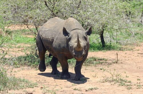 Article : Côte d’Ivoire : les rhinocéros de la Réserve de Faune d’Abokouamékro en danger (2)