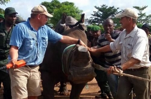 Article : Vers une solution pour protéger le dernier rhinocéros blanc de la Côte d’Ivoire