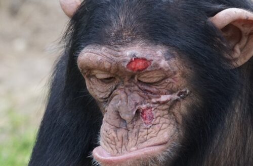 Article : Côte d’Ivoire : les chimpanzés du parc national de Taï, attractions de recherches, menacés de disparition