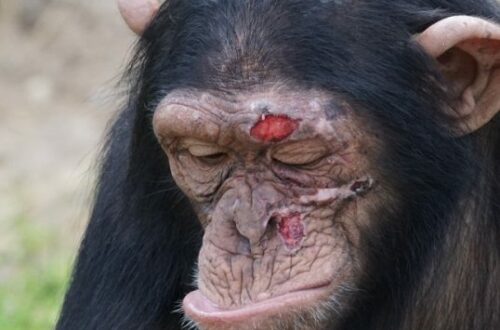 Article : Côte d’Ivoire : les chimpanzés du parc national de Taï, attractions de recherches, menacés de disparition