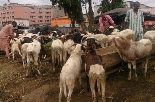 Article : Abidjan : les parcs à bétail de la Tabaski et leur cortège de pollution