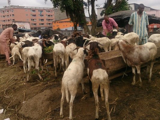 Article : Abidjan : les parcs à bétail de la Tabaski et leur cortège de pollution