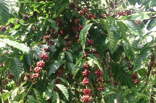 Article : La culture de café reprend des couleurs en Côte d’Ivoire
